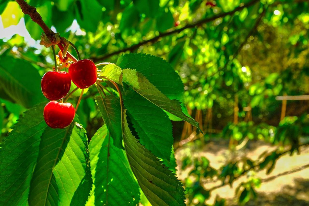 Villa Boukari Chlomos Dış mekan fotoğraf